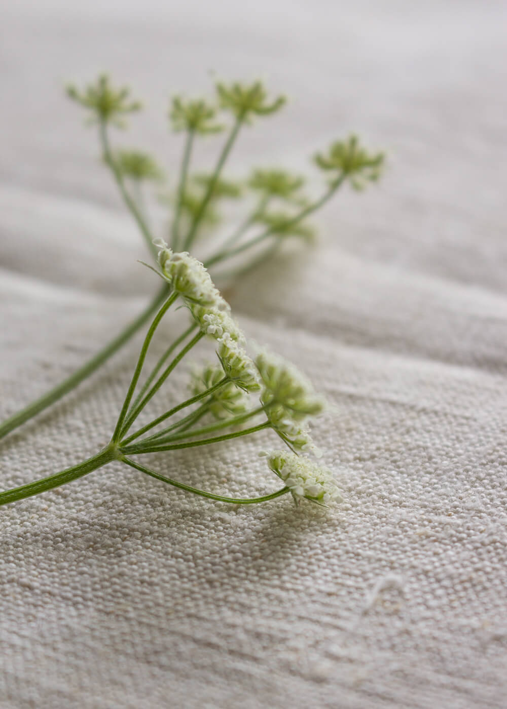 Wedding suite botanica Allium - Dettagli floreali - Lily&Sage Design