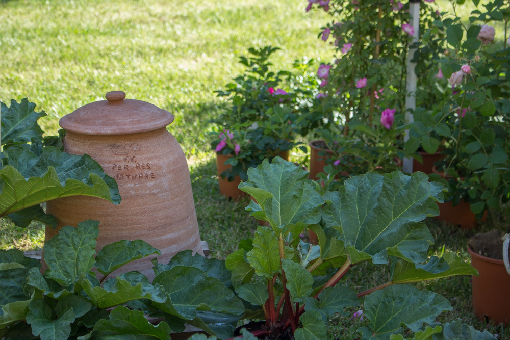 Campana forzatura del rabarbaro a Floravilla - Res Naturae - Lily&Sage Design