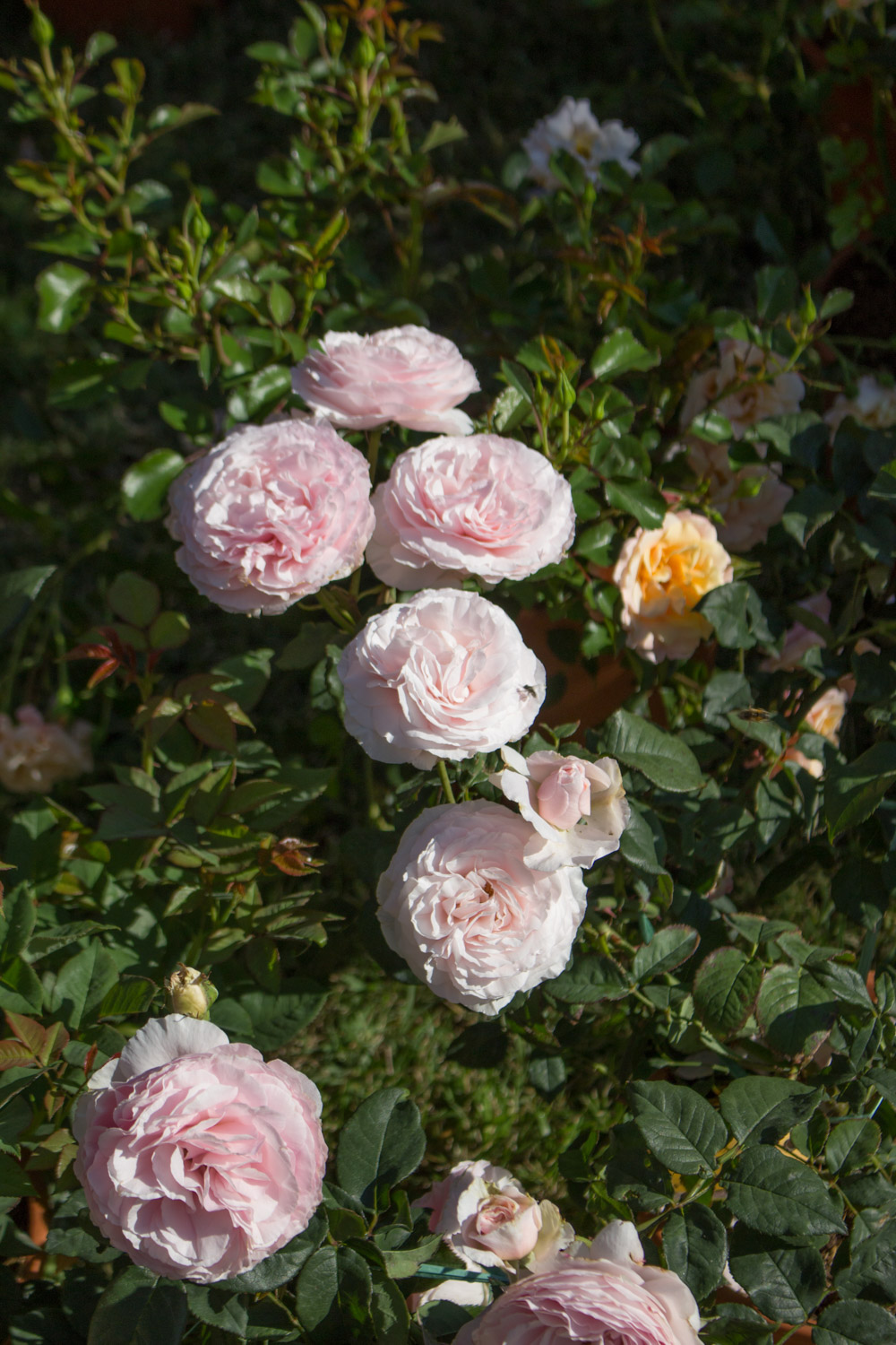 Rose antiche di Mondo Rose a Floravilla 2017 - Lily&Sage Design