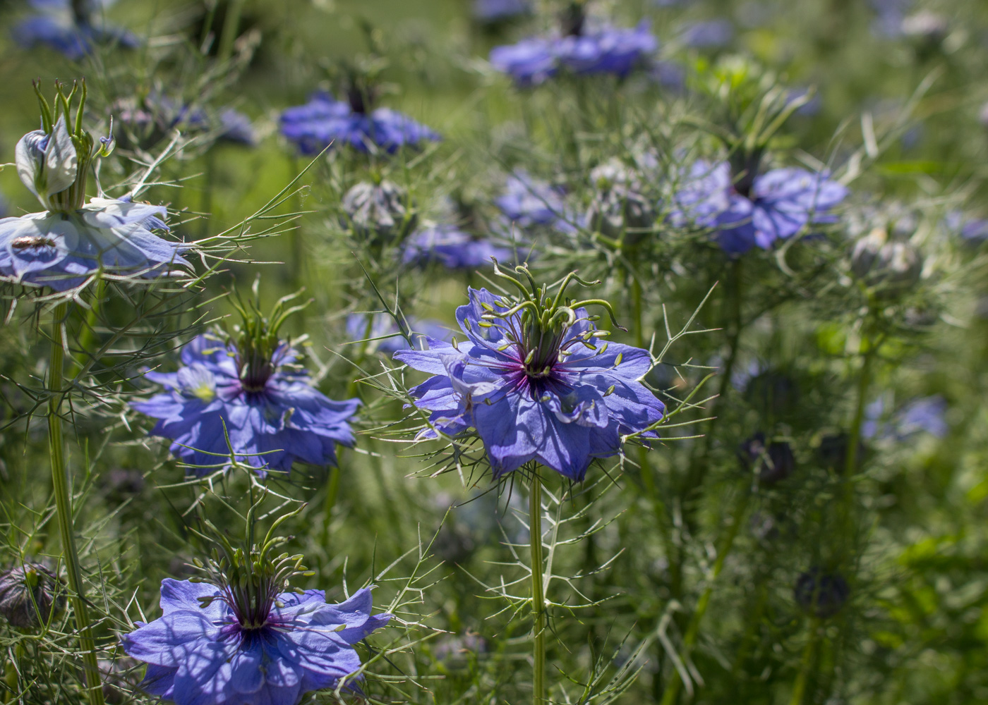 Nigella - Lily&Sage Design