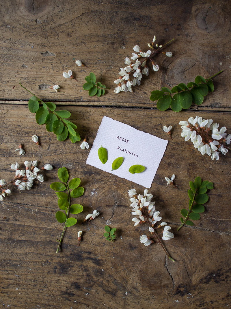 Linguaggio dei Fiori: Acacia o Rubinia, Amore Platonico - Lily&Sage Design