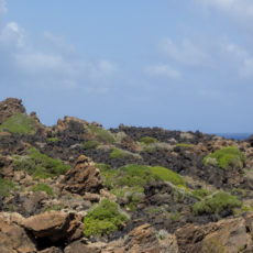 La bellezza dell’estate – Vacanze a Pantelleria – Passeggiate nella macchia mediterranea – Lily&Sage Design