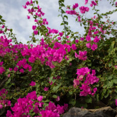 La bellezza dell’estate – Vacanze a Pantelleria – La Bougainvillea in fiore- Lily&Sage Design