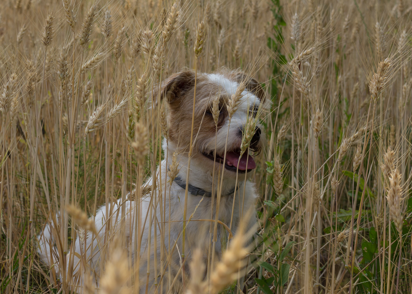 La bellezza dell'estate - Mopsy nel campo di grano - Lily&Sage Design