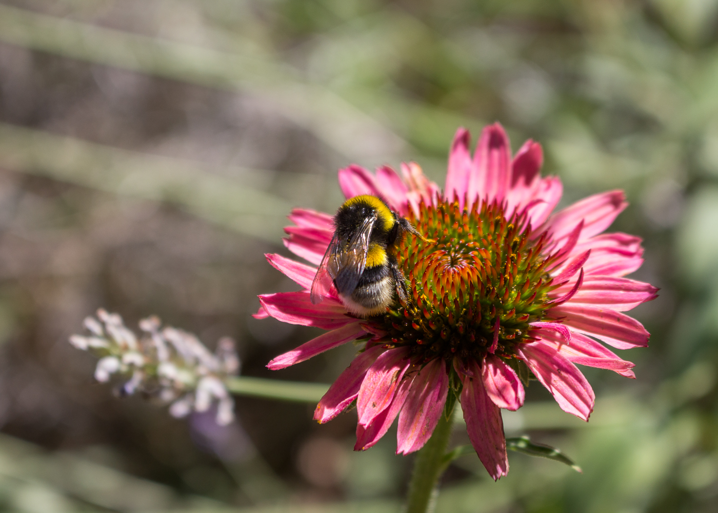 La bellezza dell'estate - Le api e un'echinacea in fiore - Lily&Sage Design