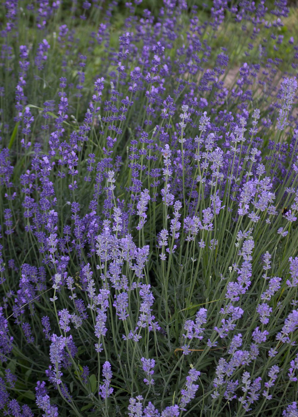 La bellezza dell'estate - La lavanda in fiore - Lily&Sage Design