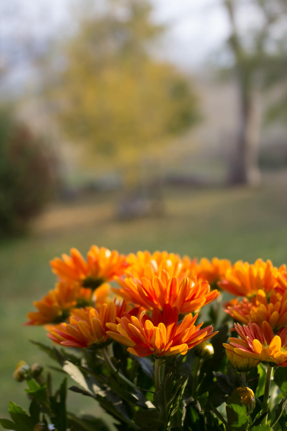 La bellezza dell'autunno - Crisantemi alla finestra - Lily&Sage Design