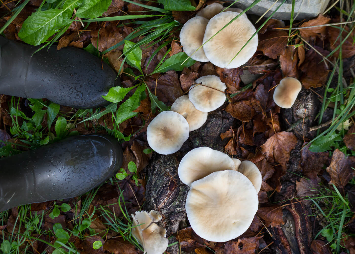 La bellezza dell'autunno - Funghi nel bosco - Lily&Sage Design