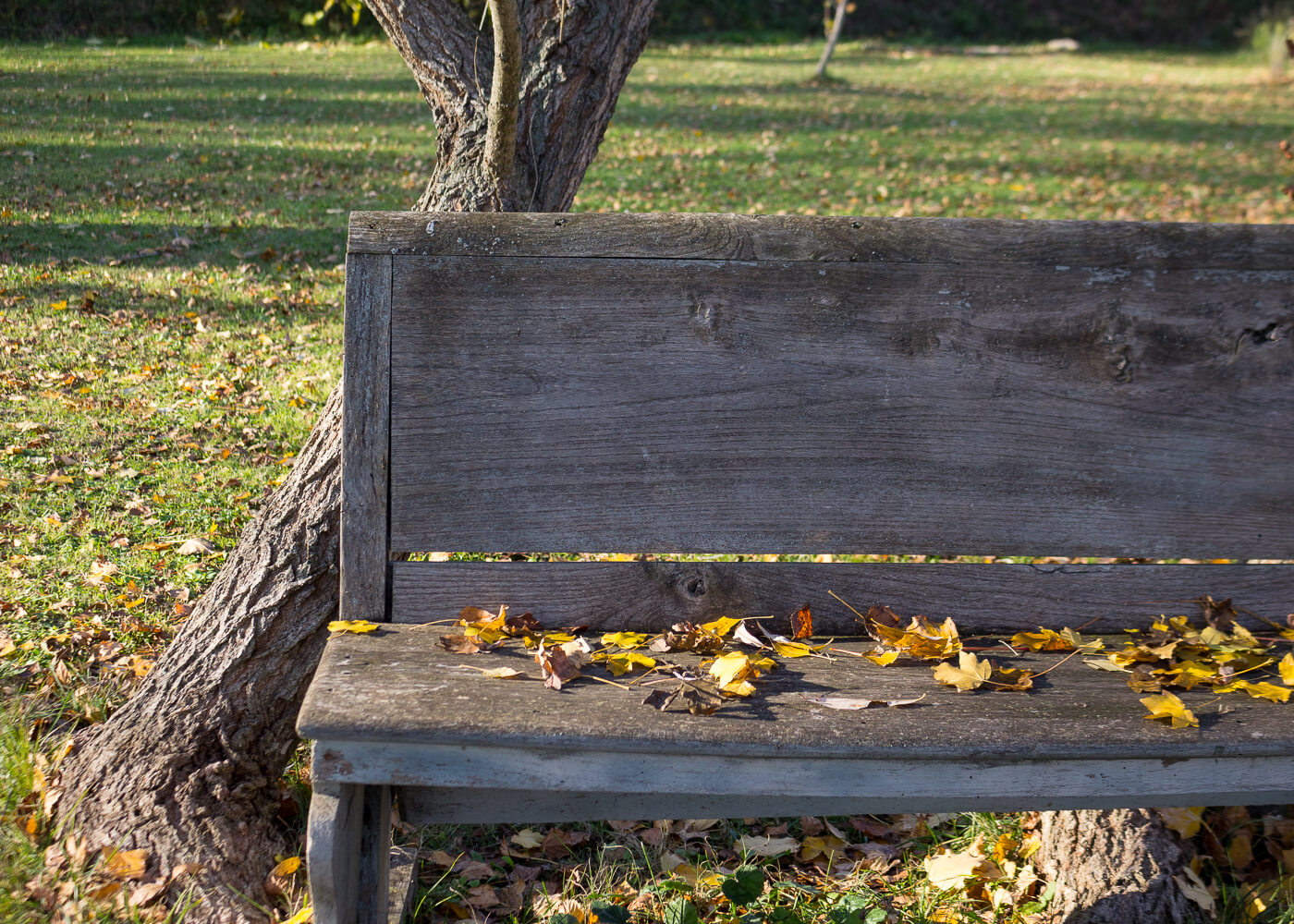 La bellezza dell'autunno - Momenti calmi in giardino - Lily&Sage Design